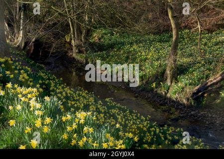 Waldgebiet in Farndale, North York Moors Stockfoto