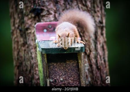 Seltene und wunderschöne rote Eichhörnchen, die wild und geschützt in den schottischen Highlands leben Stockfoto