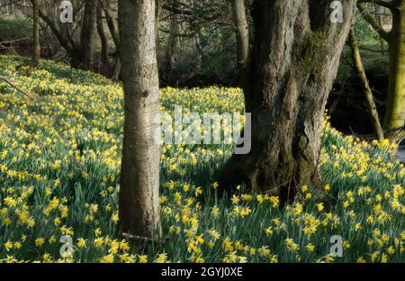 Waldgebiet in Farndale, North York Moors Stockfoto