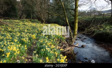 Waldgebiet in Farndale, North York Moors Stockfoto