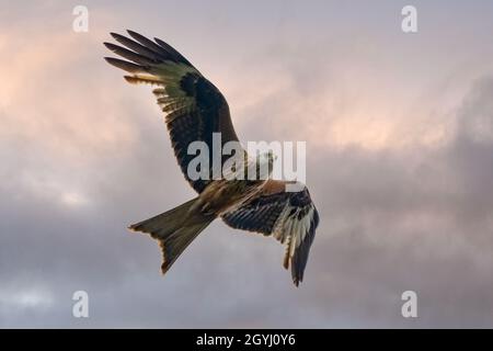 Red Kites fliegen über Farmland in Yorkshire Stockfoto