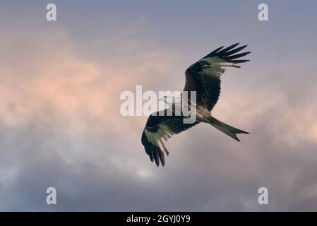 Red Kites fliegen über Farmland in Yorkshire Stockfoto