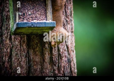 Seltene und wunderschöne rote Eichhörnchen, die wild und geschützt in den schottischen Highlands leben Stockfoto