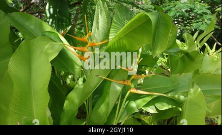 Gelber Paradiesvögel oder Strelitzia Reginae Stockfoto