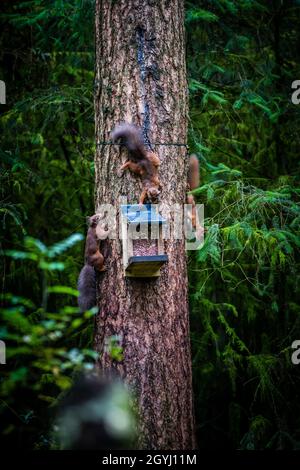 Seltene und wunderschöne rote Eichhörnchen, die wild und geschützt in den schottischen Highlands leben Stockfoto