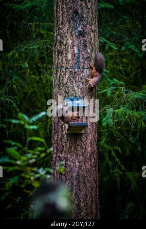 Seltene und wunderschöne rote Eichhörnchen, die wild und geschützt in den schottischen Highlands leben Stockfoto