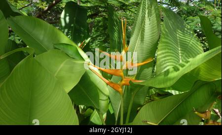 Gelber Paradiesvögel oder Strelitzia Reginae Stockfoto