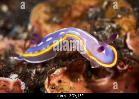 Nahaufnahme einer schnecke am mittelmeer (Felimida Khroni) Stockfoto