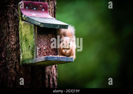 Seltene und wunderschöne rote Eichhörnchen, die wild und geschützt in den schottischen Highlands leben Stockfoto