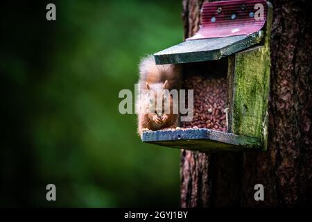 Seltene und wunderschöne rote Eichhörnchen, die wild und geschützt in den schottischen Highlands leben Stockfoto