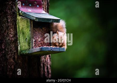 Seltene und wunderschöne rote Eichhörnchen, die wild und geschützt in den schottischen Highlands leben Stockfoto