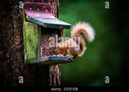 Seltene und wunderschöne rote Eichhörnchen, die wild und geschützt in den schottischen Highlands leben Stockfoto