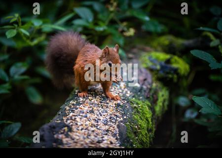 Seltene und wunderschöne rote Eichhörnchen, die wild und geschützt in den schottischen Highlands leben Stockfoto