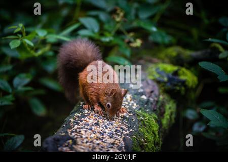 Seltene und wunderschöne rote Eichhörnchen, die wild und geschützt in den schottischen Highlands leben Stockfoto