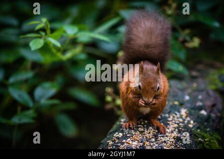 Seltene und wunderschöne rote Eichhörnchen, die wild und geschützt in den schottischen Highlands leben Stockfoto