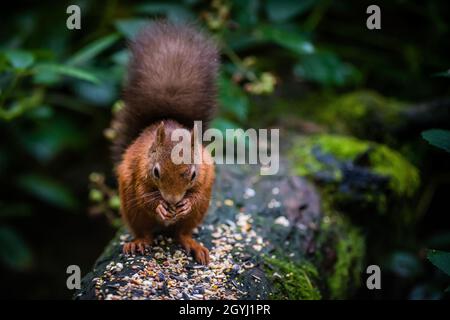 Seltene und wunderschöne rote Eichhörnchen, die wild und geschützt in den schottischen Highlands leben Stockfoto