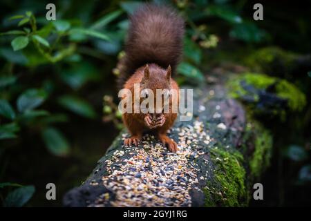 Seltene und wunderschöne rote Eichhörnchen, die wild und geschützt in den schottischen Highlands leben Stockfoto