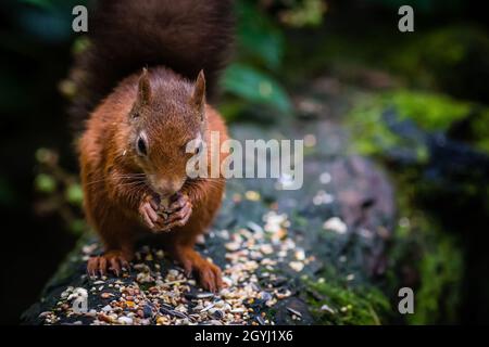 Seltene und wunderschöne rote Eichhörnchen, die wild und geschützt in den schottischen Highlands leben Stockfoto