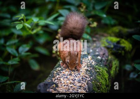 Seltene und wunderschöne rote Eichhörnchen, die wild und geschützt in den schottischen Highlands leben Stockfoto