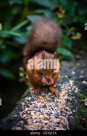 Seltene und wunderschöne rote Eichhörnchen, die wild und geschützt in den schottischen Highlands leben Stockfoto