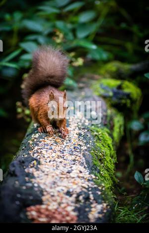 Seltene und wunderschöne rote Eichhörnchen, die wild und geschützt in den schottischen Highlands leben Stockfoto