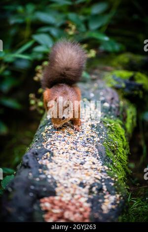 Seltene und wunderschöne rote Eichhörnchen, die wild und geschützt in den schottischen Highlands leben Stockfoto