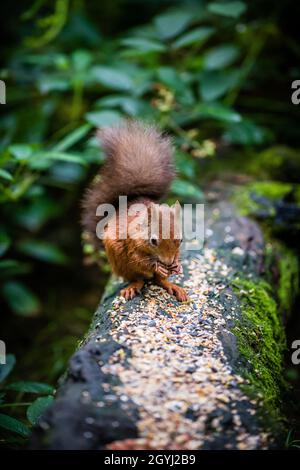 Seltene und wunderschöne rote Eichhörnchen, die wild und geschützt in den schottischen Highlands leben Stockfoto