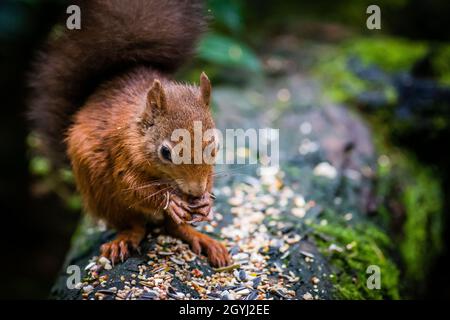 Seltene und wunderschöne rote Eichhörnchen, die wild und geschützt in den schottischen Highlands leben Stockfoto