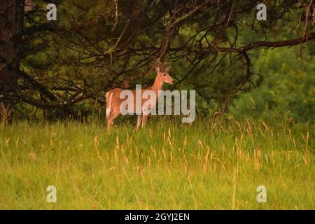 Atemberaubender Weißschwanz-Jungbock mit verschwommenem Geweih in den Wäldern. Stockfoto