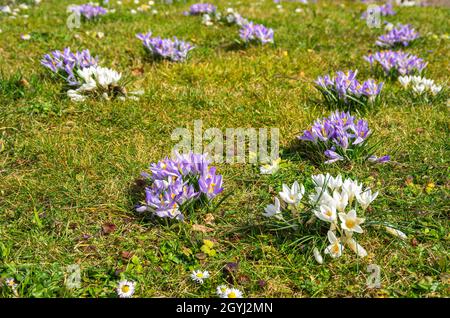 Krokusse als Frühblüher auf einer Wiese kündigen den Frühlingsbeginn an. Stockfoto