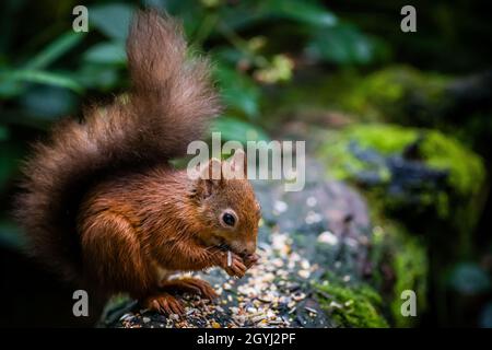 Seltene und wunderschöne rote Eichhörnchen, die wild und geschützt in den schottischen Highlands leben Stockfoto