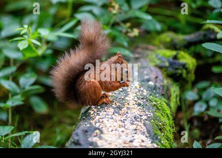 Seltene und wunderschöne rote Eichhörnchen, die wild und geschützt in den schottischen Highlands leben Stockfoto