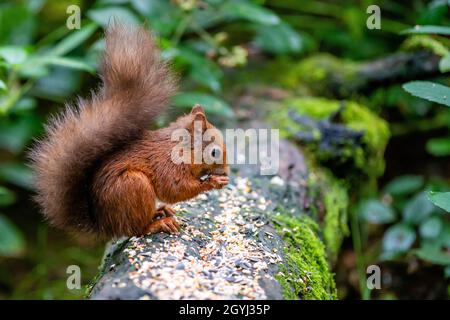 Seltene und wunderschöne rote Eichhörnchen, die wild und geschützt in den schottischen Highlands leben Stockfoto
