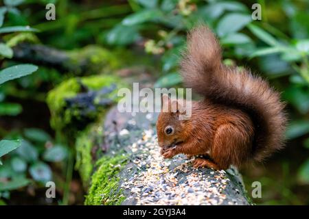 Seltene und wunderschöne rote Eichhörnchen, die wild und geschützt in den schottischen Highlands leben Stockfoto