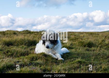 Ein rumänischer Hirte in den karpaten Stockfoto