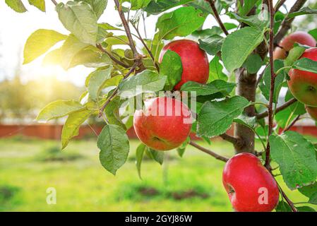 Die Äpfel hängen am Baum. Stockfoto