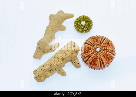 Meereskorallen und Seeanemonen actiniaria räuberische Meerestiere. Meeresbewohner vor einem schlichten weißen Hintergrund. Stockfoto