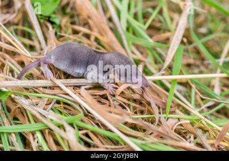 Ein paar Tage alte Großzahnspitzmaus (Crocidura-Täubling), deren Mutter von einer Hauskatze getötet wurde. Stockfoto