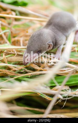 Ein paar Tage alte Großzahnspitzmaus (Crocidura-Täubling), deren Mutter von einer Hauskatze getötet wurde. Stockfoto