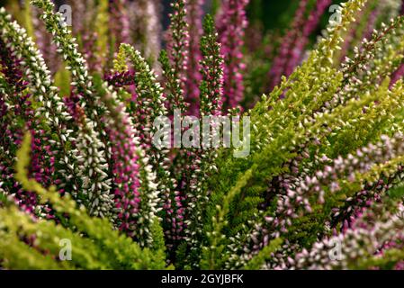 Calluna vulgaris, Ling oder Erica in voller Blüte. Floraler Hintergrund. Bunte Heather blühende Blumen. Selektiver Fokus Stockfoto