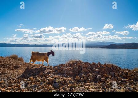 Ziege (Capra aegagrus hircus) auf der Straße zum Strand von Balos, auf der Halbinsel Gramvoussa, mit Blick auf die Rodopou-Halbinsel im Hintergrund. Stockfoto