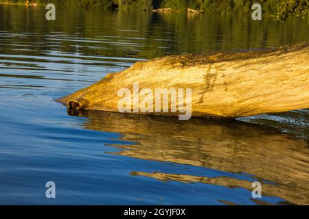 Nahaufnahme eines Baumstamms, der in einem See gefallen ist Stockfoto