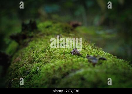 Schönes grünes Moos auf dem Boden, Moos aus der Nähe, Makro. Schöner Hintergrund aus Moos. Stockfoto