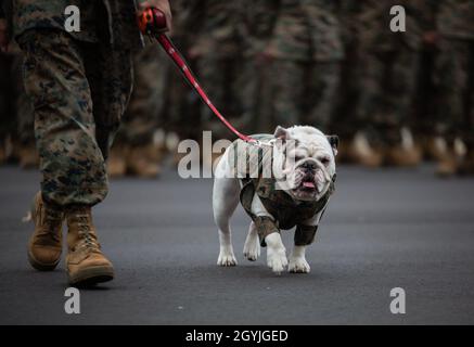 Marine Corps Recruit Depot Parris Islands Maskottchen, Lance CPL. Opha May, geht an die Front einer Bataillonsformation auf Parris Island, S.C., 3. Januar 2019. Opha May wurde vom Kommandanten des Hauptquartiers und des Service Bataillons, Oberst Sean C. Kileen, zum Korporal befördert. An der Veranstaltung nahmen auch der Kommandeur von Depot Parris Island, Brig, Teil. General James F. Glynn, seine Familie und Depotfeldwebel Major, Sgt. Major William Carter. (USA Marine Corps Fotos von Sgt. Dana Beesley) Stockfoto