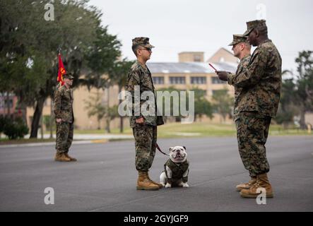 Marine Corps Recruit Depot Parris Islands Maskottchen, Lance CPL. Opha May, wird während einer Bataillonsformation auf Parris Island, S.C., am 3. Januar 2019 gelesen. Opha May wurde vom Kommandanten des Hauptquartiers und des Service Bataillons, Oberst Sean C. Kileen, zum Korporal befördert. An der Veranstaltung nahmen auch der Kommandeur von Depot Parris Island, Brig, Teil. General James F. Glynn, seine Familie und Depotfeldwebel Major, Sgt. Major William Carter. (USA Marine Corps Fotos von Sgt. Dana Beesley) Stockfoto