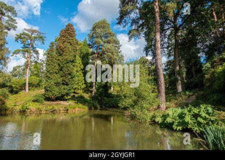 Leonardslee Gärten, See, Kiefern, blauer Himmel, weiße Wolken, Herbst Stockfoto