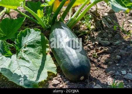 Ein großes rohes grünes, längliches Zucchini-Gemüse, das auf dem Boden wächst, mit großen Blättern und hohen Stielen.die frische, farbenfrohe Bio-Ernte. Stockfoto