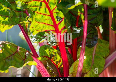 Hohe gerippte Stiele aus Schweizer Mangold-Grüns. Grünes und rötlich belaubtes Gemüse wächst in dunkelreicher Erde. Die Collard-Grüns haben rote und orangefarbene Stiele. Stockfoto