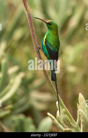 Malachit Sunbird (Nectarinia famosa), Männchen mit gelben Schulterklappen, Grahamstown/Makhanda, Eastern Cape, Südafrika, 18. August 2020. Stockfoto