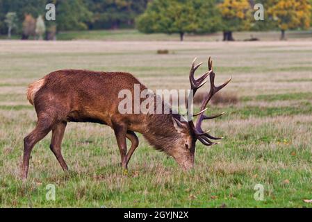 Eine herbstliche Ansicht eines Rothirschhirsches mit großen Geweihen, die in den offenen Gräsern des Richmond Park, London, England, Großbritannien grasen Stockfoto